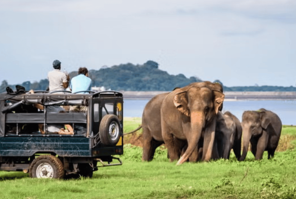 Yala Day Trip From Ella With Free Entrance and Food - Experience Highlights