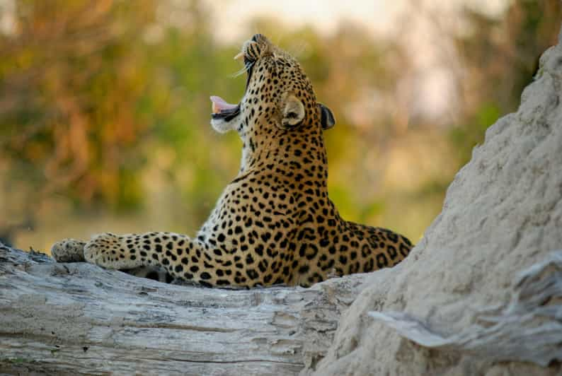 Yala FULL DAY Safari: (12 Hours) Tour With Breakfast & Lunch - Tour Overview and Pricing