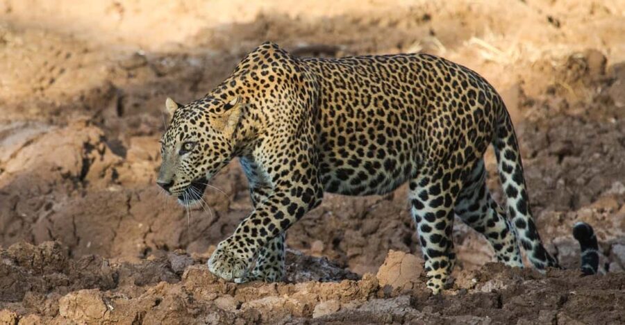 Yala National Park: ALL INCLUSIVE PRIVATE Safari Tour