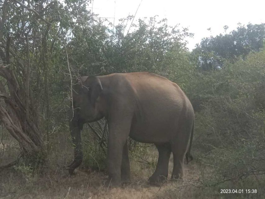Yala National Park Budget Safari