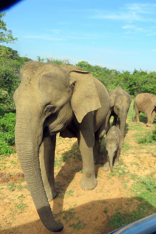Yala National Park : Full Day Safari (04:30 Am - 18:00 Pm)