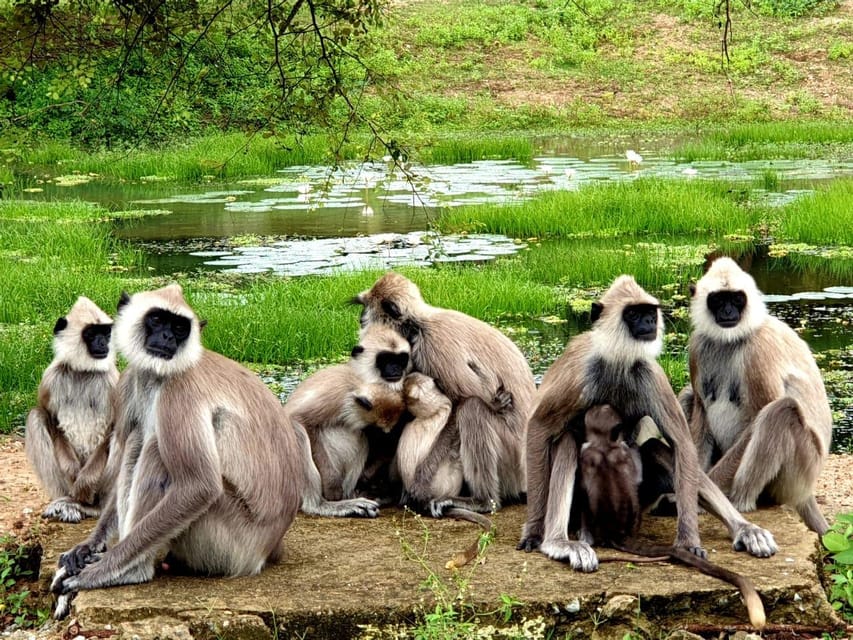 Yala National Park : Full Day Safari (4:30 - 18:00)