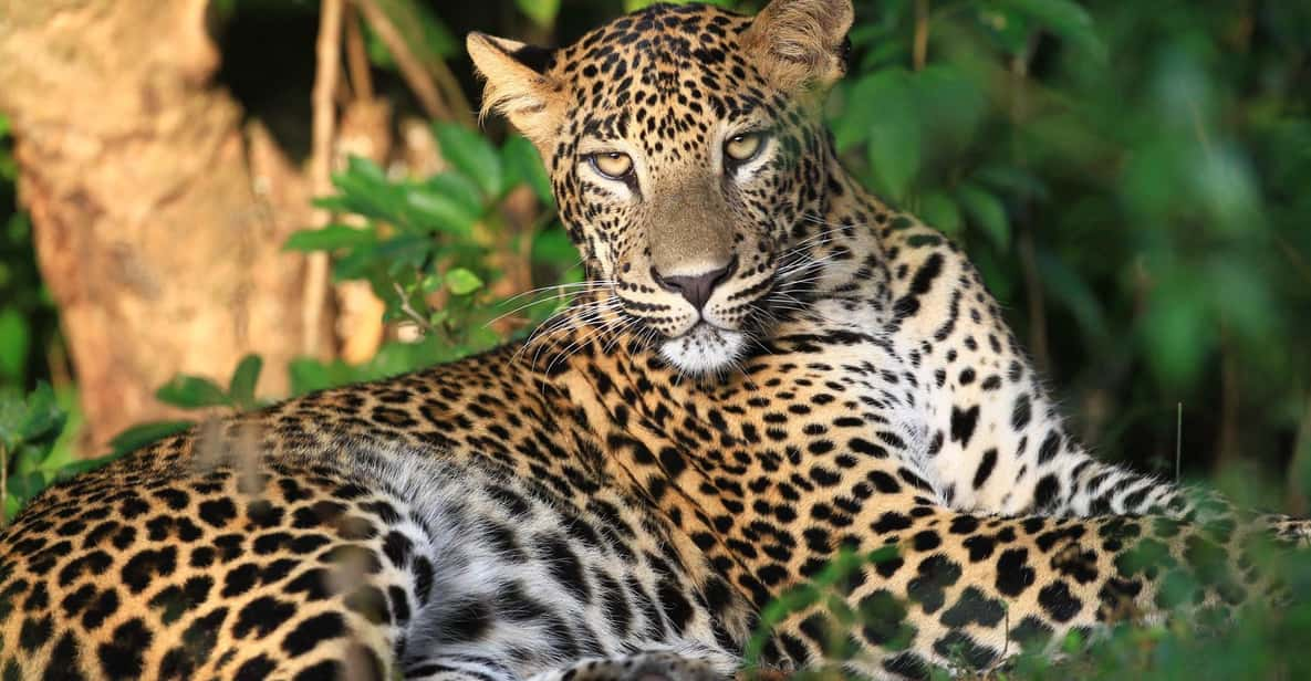 Yala National Park: Full-Day Safari Tour From Colombo - Tour Overview