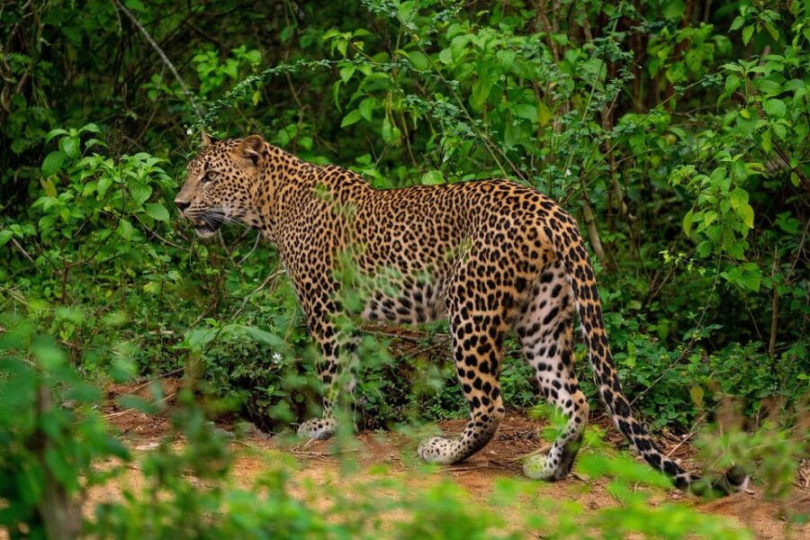 Yala National Park Full Day Safari With Breakfast & Lunch