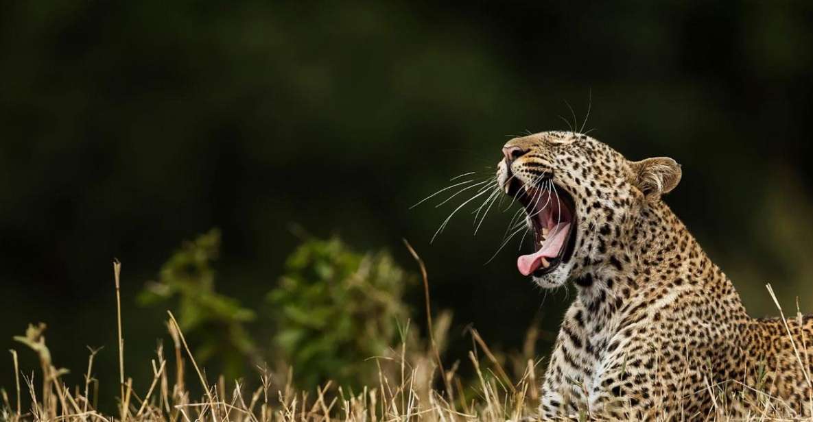 Yala National Park: Half Day or Full Day Leopard Safari Tour - Leopard Safari Tour Pricing