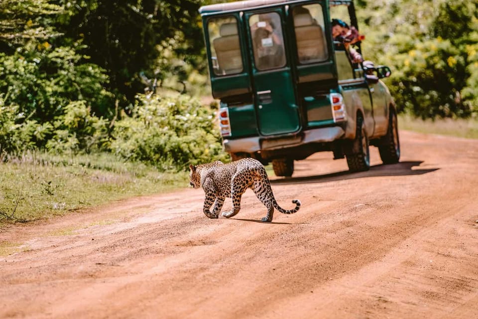 Yala: National Park Half Day Safari From Colombo - Overview and Pricing