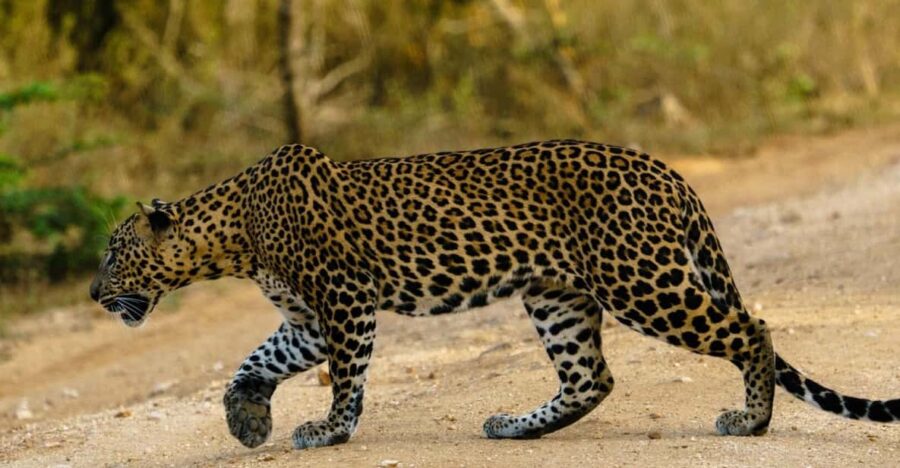 Yala National Park : Inclusive Full Day Safari (4:30-18:00)