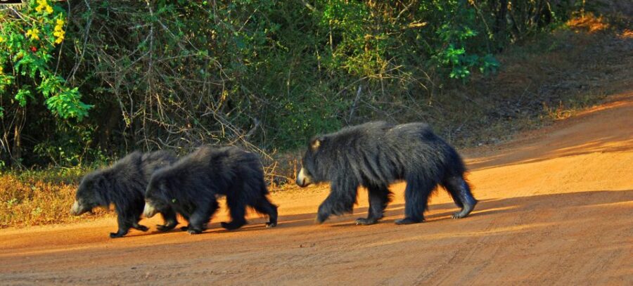 Yala National Park: Morning or Afternoon Game Drive