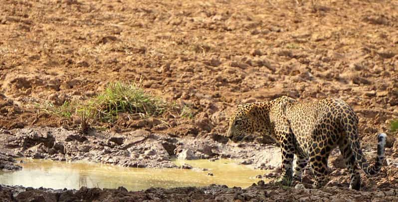 Yala National Park -Morning or Afternoon Leopard Safari Tour