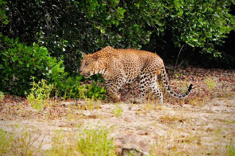 Yala National Park : Morning or Afternoon Safari ( 5 H )