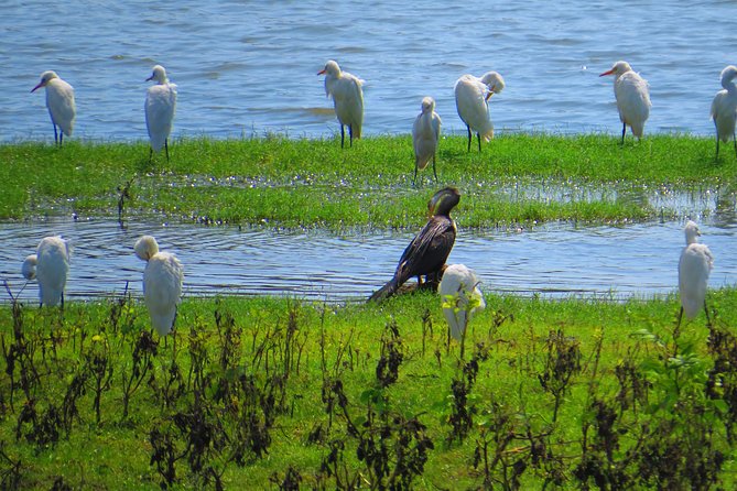 Yala National Park Safari From Hambantota Seaport