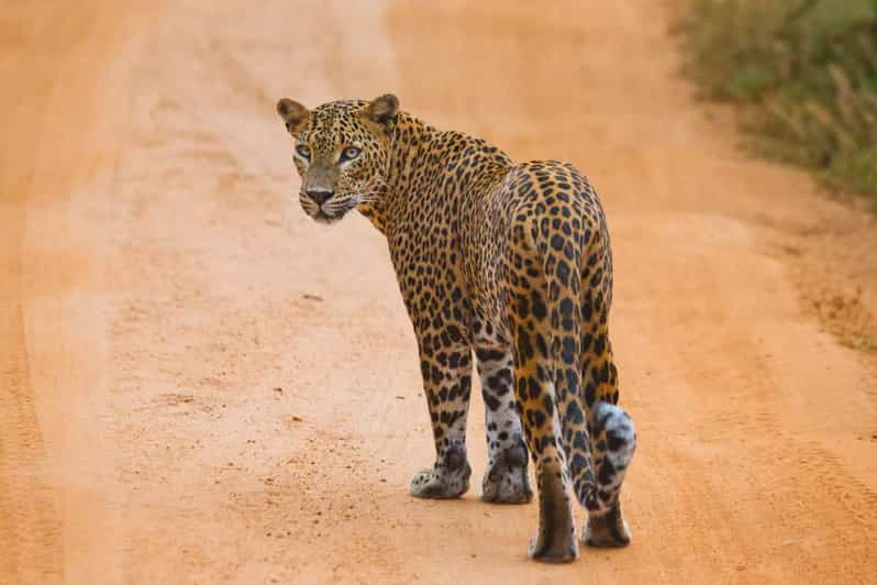 YALA National Park Safari From MIRISSA