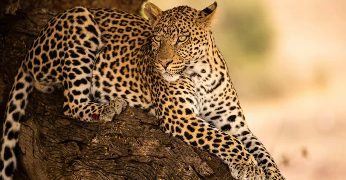 Yala National Park Safari Tours - 2 Options - Tour Options and Pricing