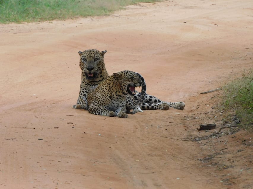 Yala National Park Safari Tours : 7 Hours & 12 Hours - Safari Tour Options