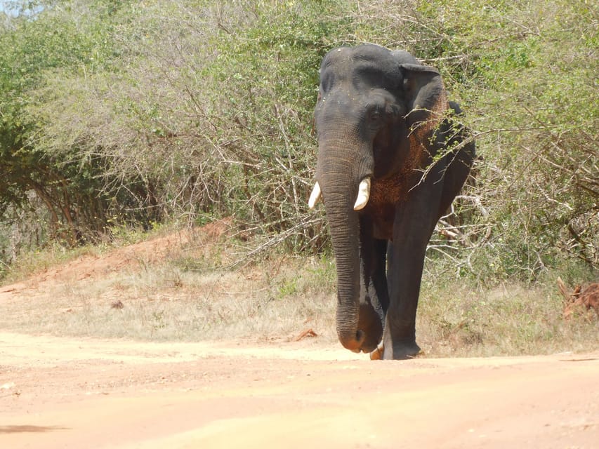 Yala National Park Safari Tours From Galle/ Mirissa/ Ella