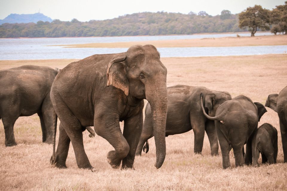 Yala National Park Safari Tours: Half Day and Full Day - Pickup and Drop-off Locations