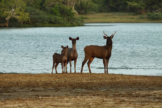 Yala Safari Jeep Tour With Abraham Travel - Overview of the Tour