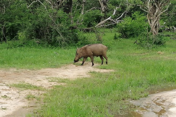 Yala Safari Private Day Tour Kaluthara/Beruwala/Bentota/Kosgoda/Ahungalla - Wildlife Spotting Opportunities