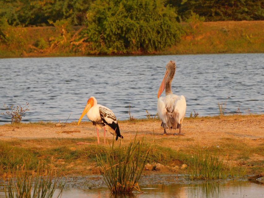 Yala Safari Tour From Hambantota Port Area (Shore Excursion)