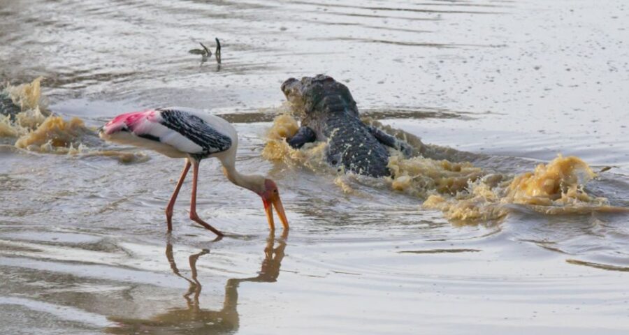 Yala Safari Tours: Yala Private Safari, All Inclusive - Tour Overview