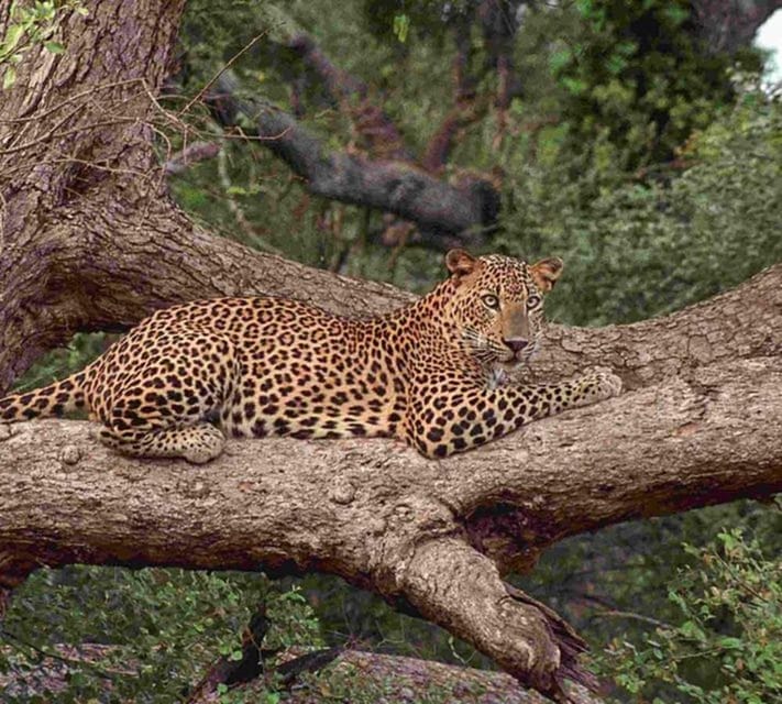 Yala: Yala National Park Safari With Private Jeep - Activity Overview
