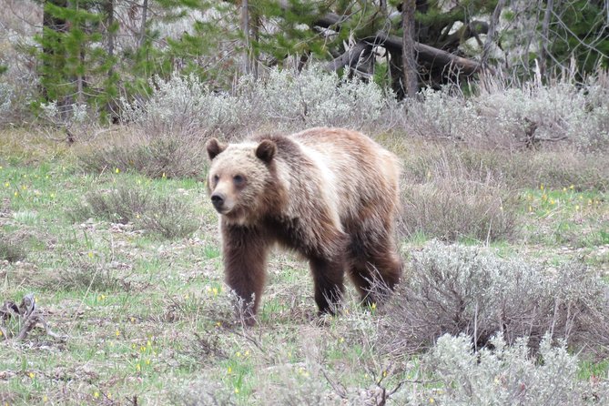 Yellowstone National Park - PRIVATE Full-Day Lower Loop Tour From Jackson Hole