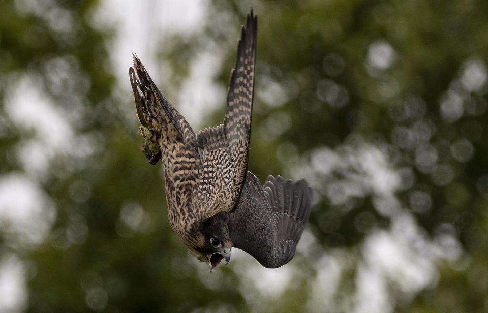 York: York Bird of Prey Centre Entry Ticket - Ticket Information and Pricing