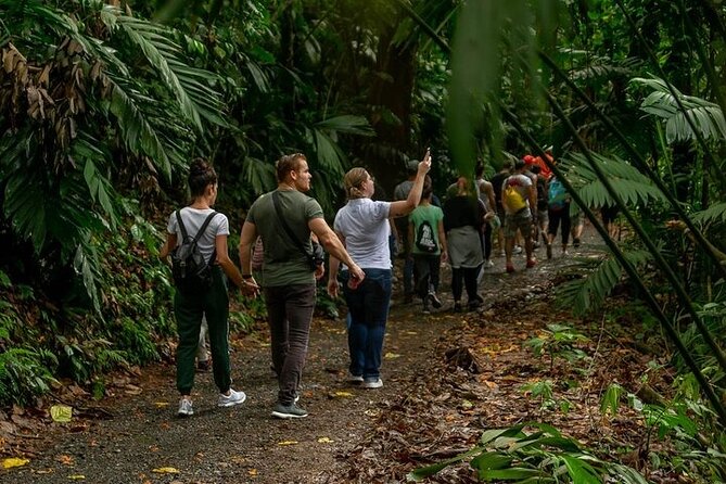 Zipline Adventure & Rainforest Hanging Bridges-Skywalk