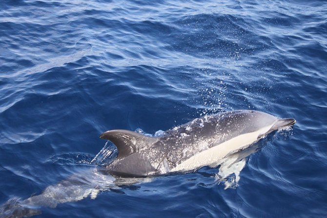 2.5-Hour Lanzarote Sunset Cruise From Marina Puerto Del Carmen - Captivating Volcanic Landscapes