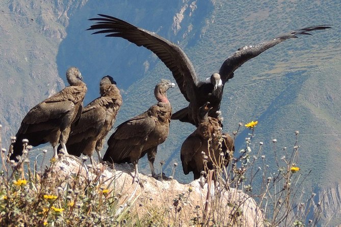 2 Day - Colca Canyon and Condor Tour From Arequipa, Peru - Group Service - Good To Know