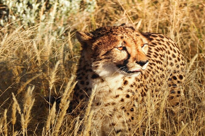 2-Day Private Tour in Masai Mara With Pick up - Good To Know