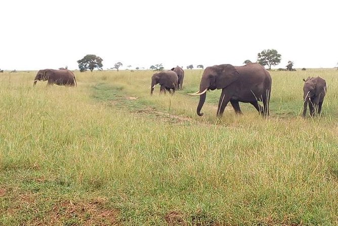 2 Day Safari to Mikumi National Park + Transfers From Dar Es Salam - Good To Know