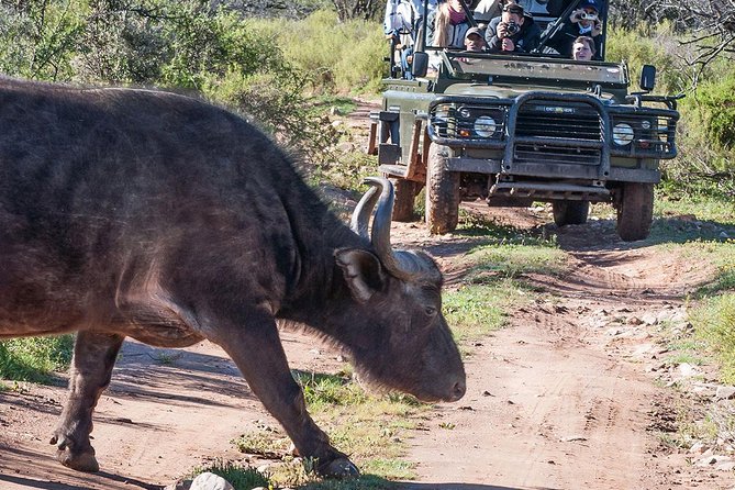 2 Day South African Wildlife Tour With 4x4 Safari From Cape Town - Tour Overview