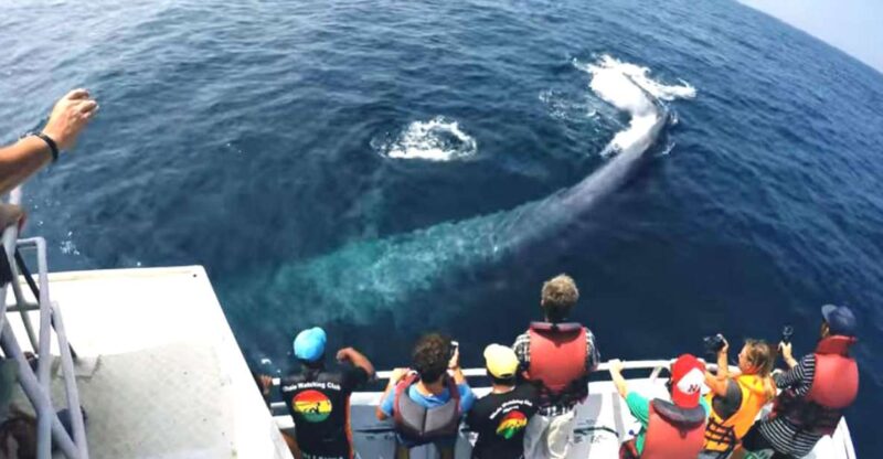 2-Day Whale Watching & Southern Sri Lanka Tour - Good To Know