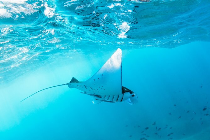 2 Days/1n Trip - Snorkeling With Manta Rays in Lembongan/Penida (All Included)