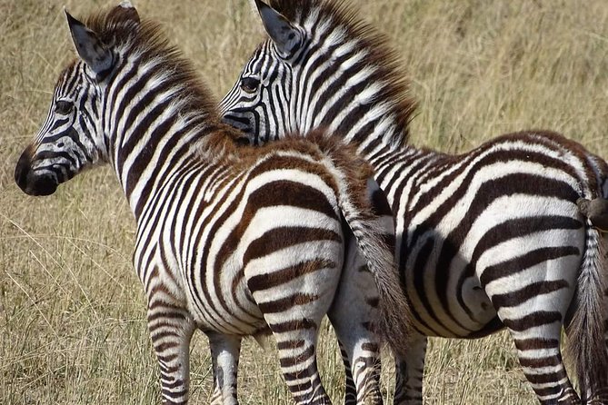 2 Days Africa Safari - Safari Itinerary