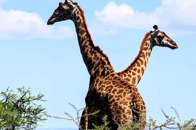 2 Days and 1 Night Mikumi Safari Private Tour - Good To Know