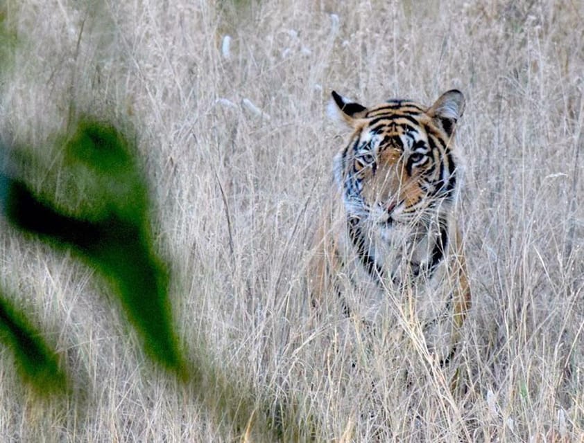 2-Days Luxury Jaipur City Tour With Tiger & Leopard Safari - Good To Know