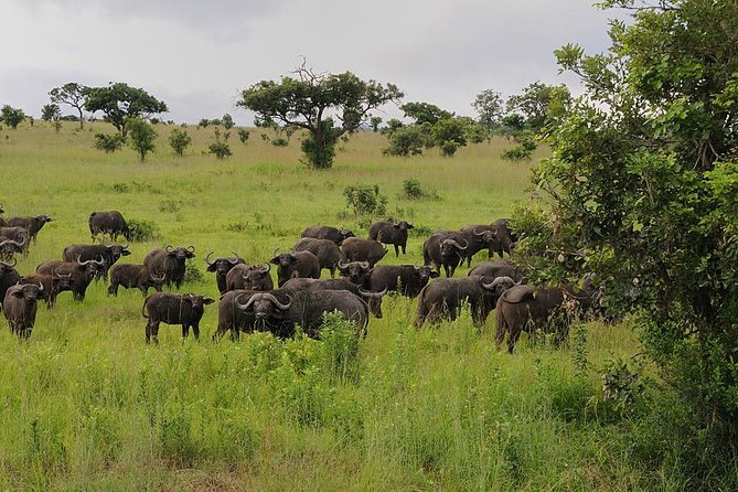 2 Days Saadani National Park From Zanzibar - Good To Know