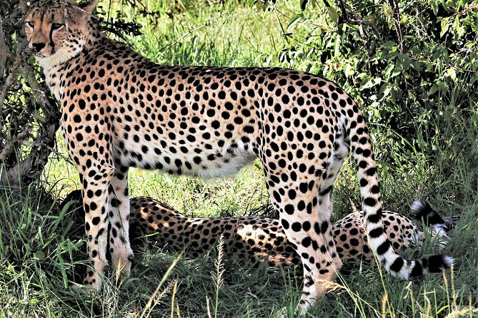 2 Days Tsavo East National Park Tour From Mombasa/Diani (1 Night) - Good To Know