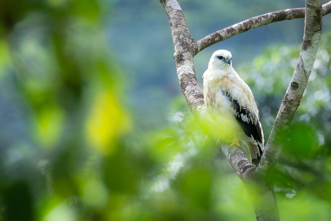 2-Hour Chachagua Rainforest - Birdwatching Tour - About Your Stay