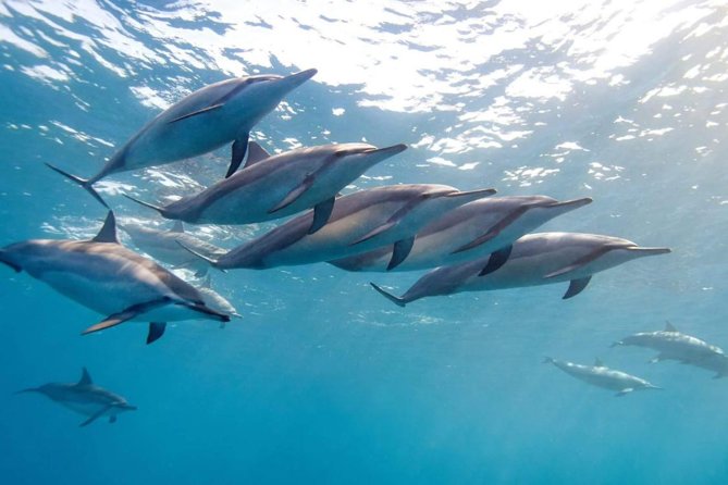 2-Hour Dolphin Excursion in Mauritius - Good To Know