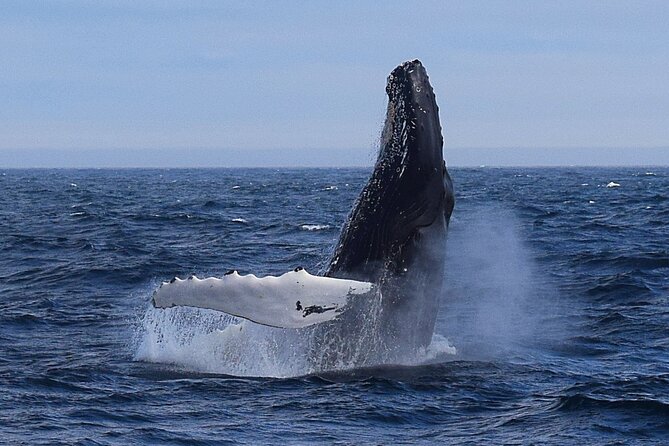 2-Hour Guided Boat Tour From St. Johns - Good To Know