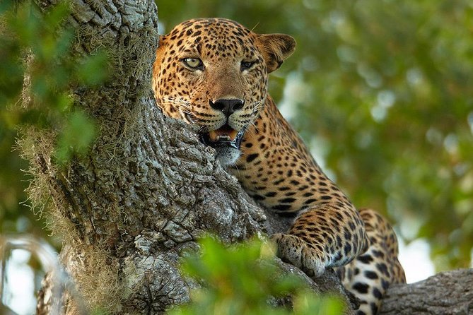 2 Nights All Inclusive Luxury Camping in Yala With Return Transfers - Good To Know