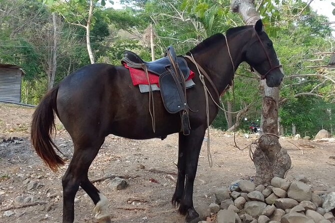 1 1/2 Hours Tour Horseback Riding and Visiting the Beach - Tour Highlights