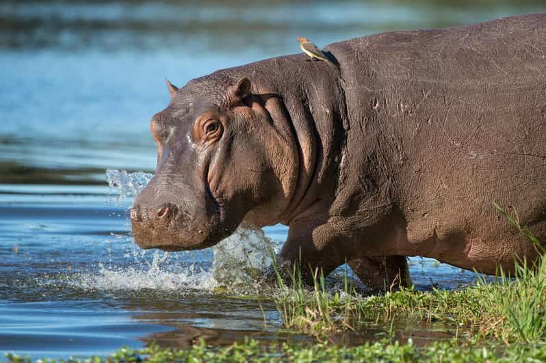 1/2 Day Isimangaliso Boat Safari Tour From Richards Bay - Experience Highlights