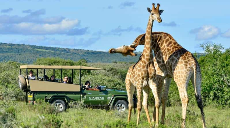 1/2 Day Phezulu Safari Park From Durban - Experience Highlights