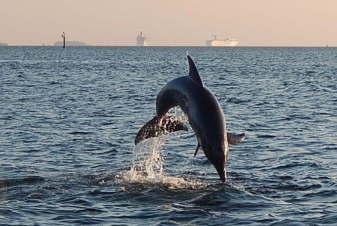 1.5-Hour Dolphin Sightseeing Cruise From Tampa - Wildlife Sightings and Experiences