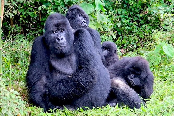 1 Day Gorilla Trekking Volcanoes National Park - Gorilla Tracking in Volcanoes National Park