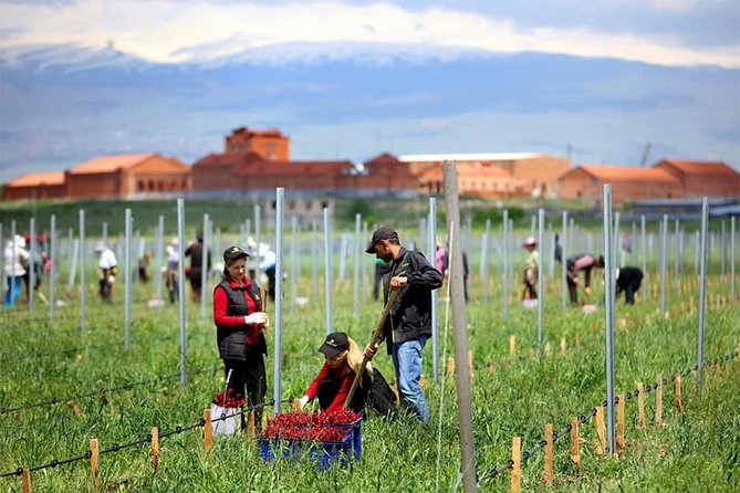 1-Day Tour to Aragatsotn Wine Region and Wine Route. - Wineries and Tastings